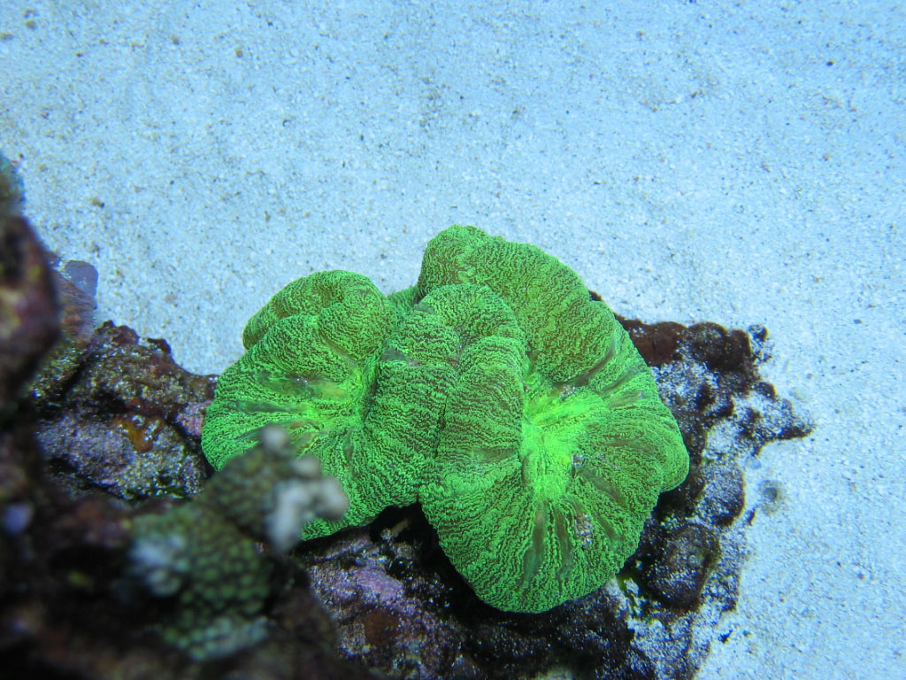 Trachyphyllia geoffroyi